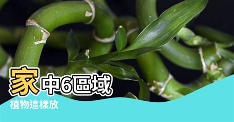 家中不宜種的植物|家裡的植物別亂種！命理師湯鎮瑋曝5大植栽風水禁忌，盆栽放「。